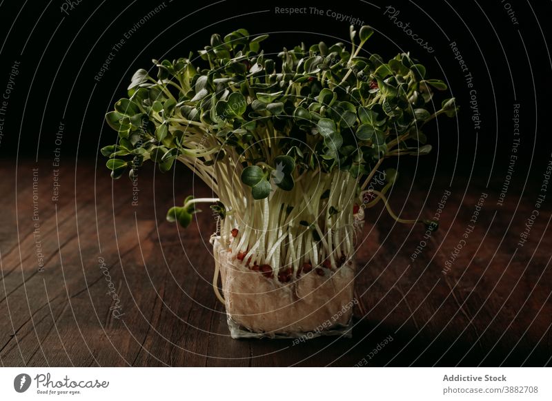 Grüne Senfsprossen auf Holztisch sprießen wachsen Pflanze grün Haufen organisch natürlich Flora Blatt Botanik Wachstum Lebensmittel Kraut Gartenbau kultivieren