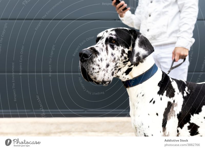 Mann durchsucht Smartphone mit Hund auf der Straße Selfie Deutsche Dogge Browsen Freundschaft Zusammensein freundlich Begleiter Apparatur Gerät Tier Mobile