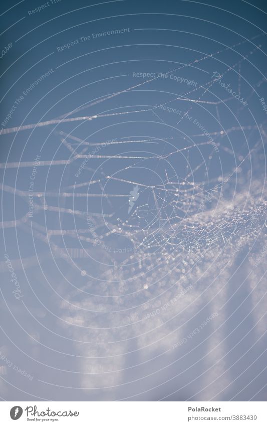 #A0# Spinnwebe mit Morgentau spinnwebe Spinnweben Spinnwebenperlen Natur Außenaufnahme Spinnennetz Makroaufnahme Netz