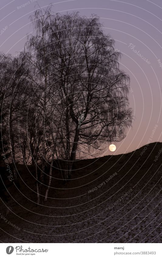 Vollmond-Aufgang hinter Birken. Winter Vollmondnacht Blaue Stunde Dämmerung Himmel Abend Natur Bäume Hügel düster mystisch Mond