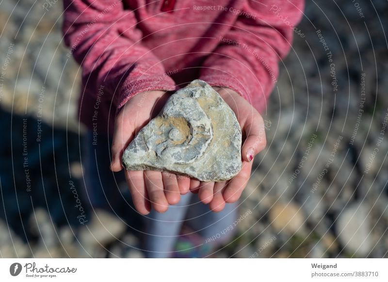 Stein mit Versteinerung in Hand Fossilien steinig finden Schnecke Geschichte Kind entdecken Abenteuer