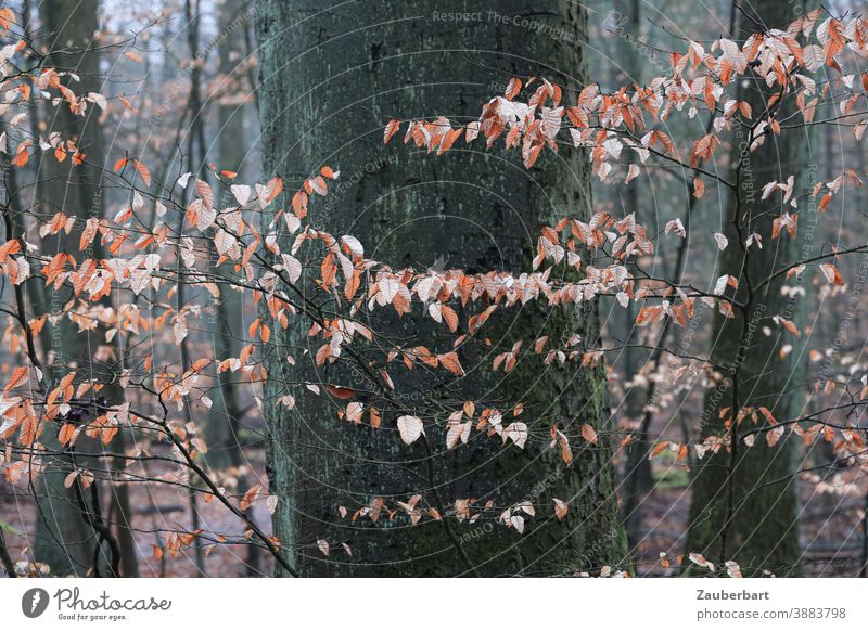 Herbstliche Blätter als Girlande vor Baumstamm Winter braun hellbraun kühl Natur Holz Wald Baumrinde