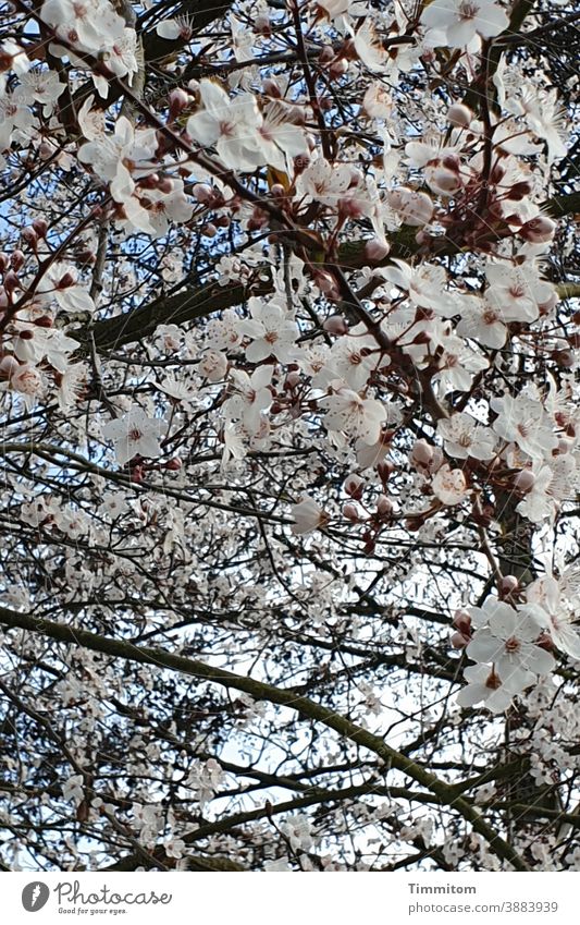 Bald kommt der Frühling Frühlingsgefühle Blütenblätter Natur Pflanze Außenaufnahme Äste Menschenleer Himmel blau weiß rosa