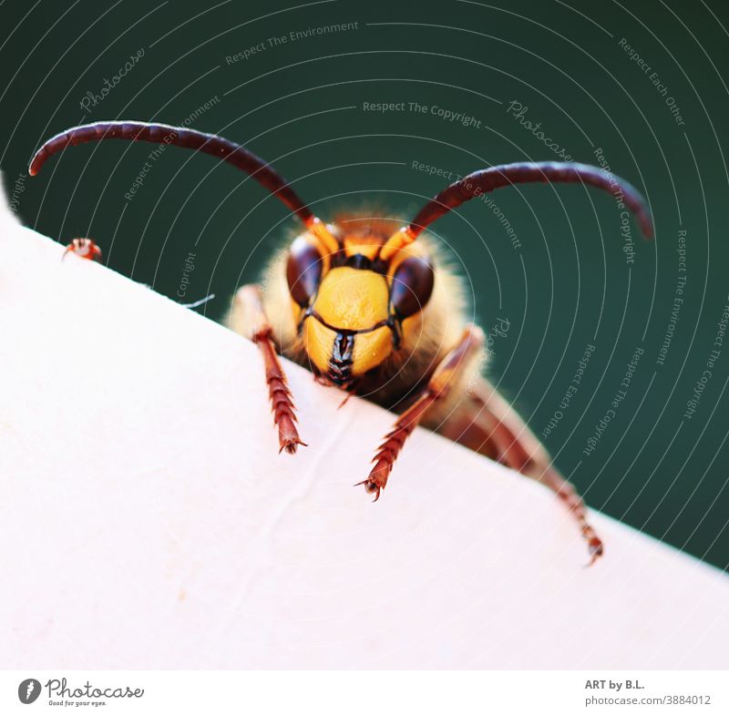 Hornisse krabbelt über ein weiß bemaltes Brett hallo insekt hornisse tier fühler neugierig