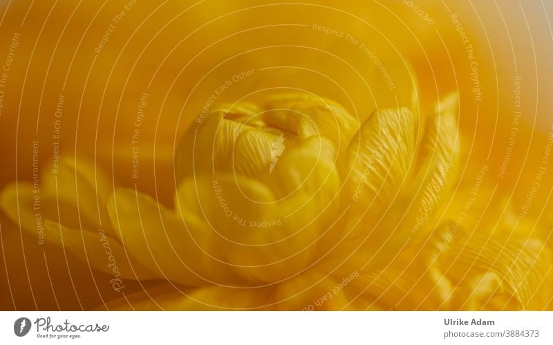 Gelbe Blüte der Ranunkel - Asiatische Hahnenfuß ( Ranunculus asiaticus ) Schwache Tiefenschärfe Unschärfe Hintergrund neutral Freisteller Textfreiraum oben