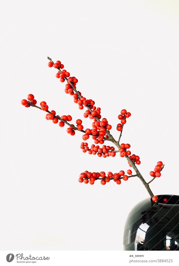 Ilex Zweig rot schwarz glänzend Beeren Dekoration Floristik japan japanisch minimalistisch Textfreiraum links Dekoration & Verzierung Pflanze Farbfoto Natur