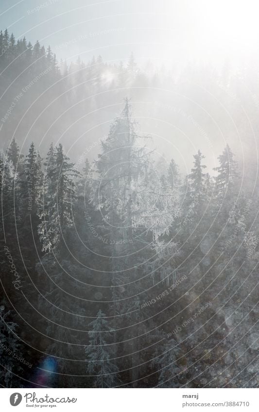 Winterliche Fichten und Lärchen im Gegenlicht Bäume Wald winterlich Frost Winterzauber kalt weiß gefroren Schnee Raureif Natur Nebel Fichtenwald Jahreszeiten