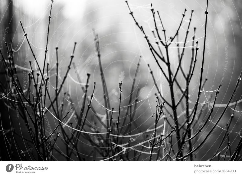 verbunden vernetzt Verbindung Baum Zweige u. Äste Frost Zusammenhalt Netzwerk verwoben Kälte kalt Einsamkeit Jahreszeiten Winter Schwarzweißfoto spinnenweben