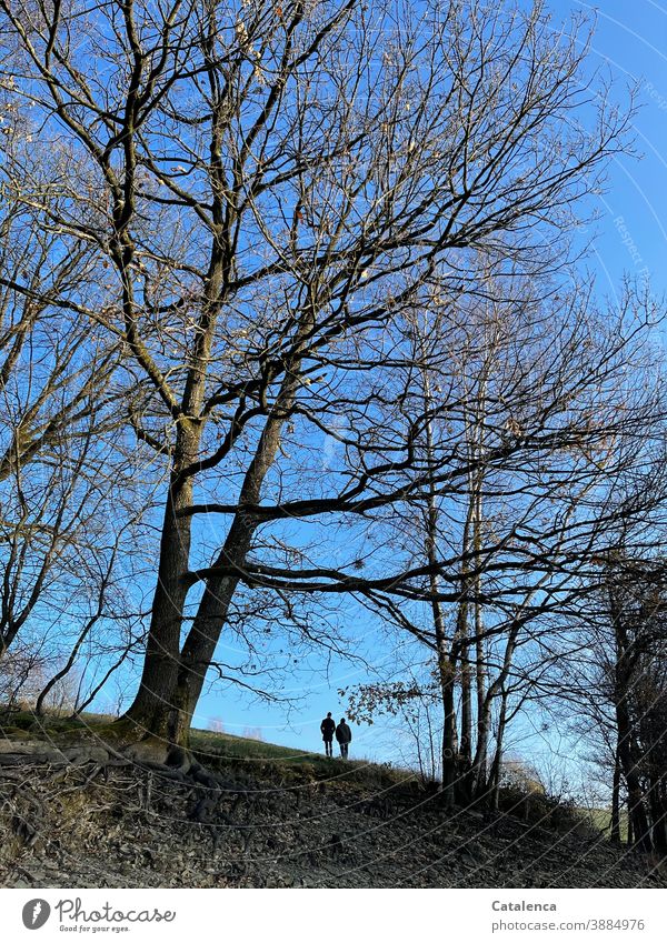 Zwei Personen spazieren den Hügel hinauf, eingerahmt von kahlen Buchen an einem schönen Wintertag Natur Pflanzen Flora Bäume Gras Wiese Himmel Paar Silhouette