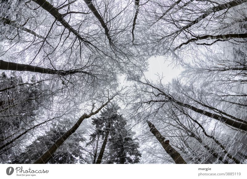 Blick in verschneite Baumkronen Schnee kalt Winter Ast Eis Himmel riesig Frost Natur Außenaufnahme Menschenleer weiß Umwelt Zweig Raureif himmelwärts Wald