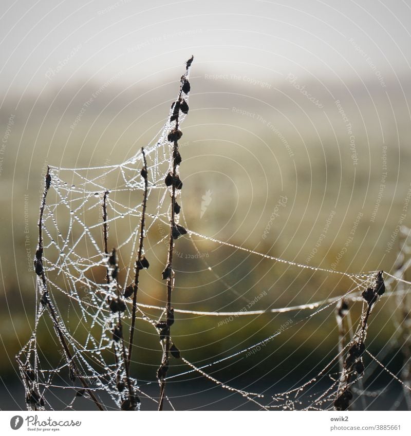 Unvollendet Detailaufnahme Spinnennetz Sträucher Netz geheimnisvoll fest dünn Muster Pflanze Idylle versponnen Nahaufnahme Makroaufnahme Dämmerung
