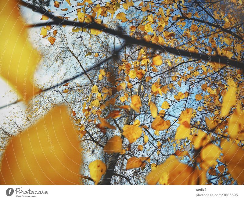 Herbstliche Tupfer Umwelt Natur Pflanze Blatt Außenaufnahme Farbfoto Wandel & Veränderung Menschenleer Textfreiraum unten Sonnenlicht Wolkenloser Himmel blau