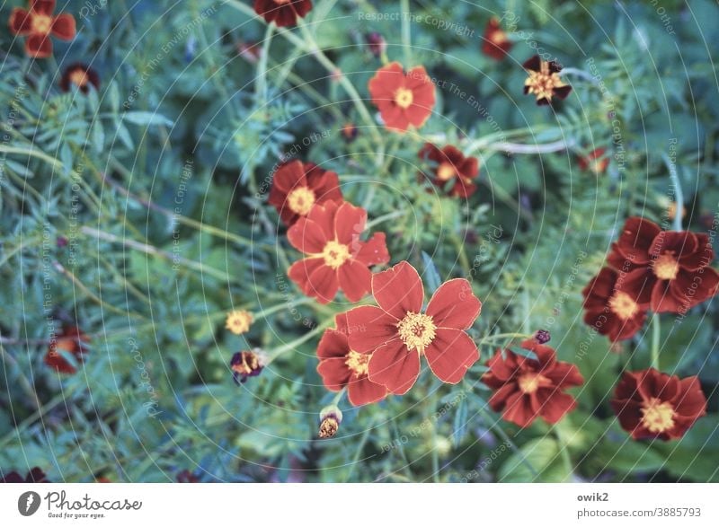 Tagetes Studentenblumen klein rot nah schön blühend Blüten Blumen Natur Außenaufnahme Textfreiraum links Schwache Tiefenschärfe Kontrast Pflanze Blühend