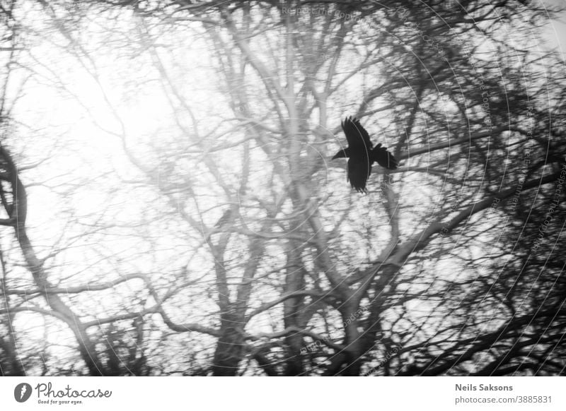Silhouette einer Krähe, die in der Nähe von Wäldern fliegt Tier Atmosphäre Herbst Vogel Hintergrund schön Biologie schwarz blau Gesäß Ast Niederlassungen Wolken