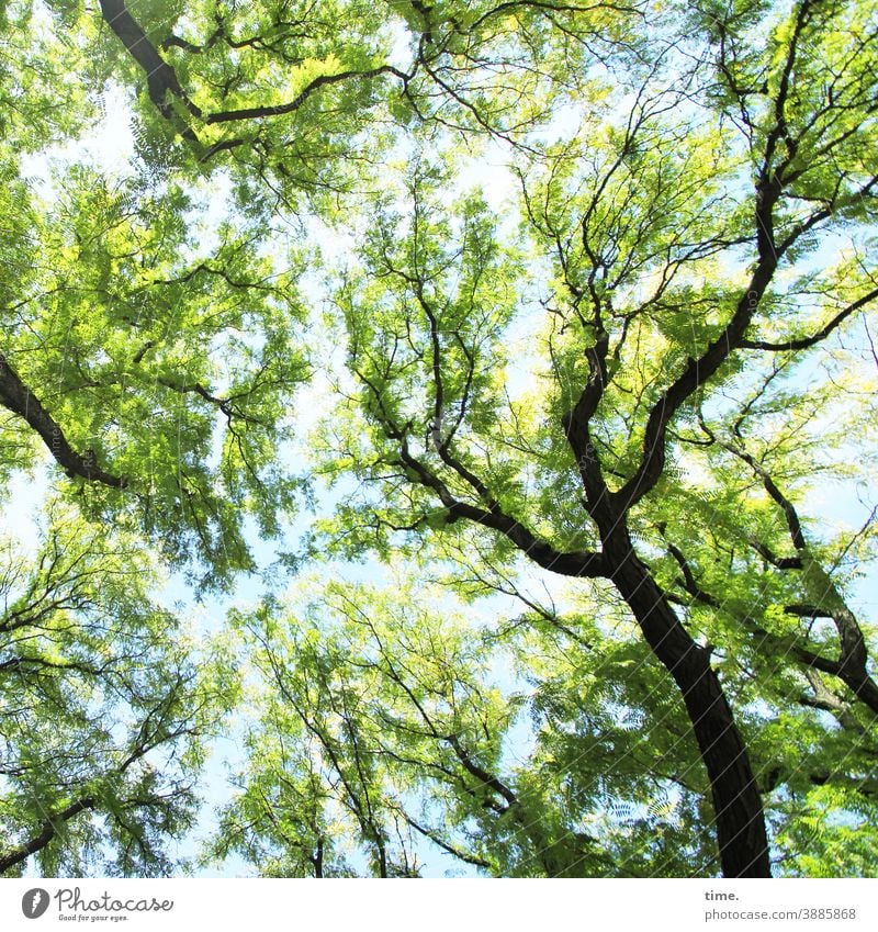 systemrelevant | gesunde Bäume • Blick nach oben in das Blätterdach einiger Eschen baum esche blätterdach ast äste bäume baumkrone blau grün frühling