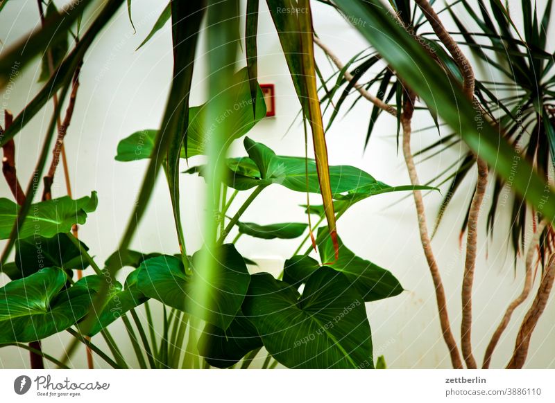 Topfpflanzen auf dem Treppenabsatz ast baum erholung ferien garten menschenleer natur ruhe stamm strauch textfreiraum tiefenschärfe winter zweig palme orangerie