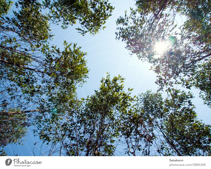 Blick auf die Baumkrone der Eukalyptusbäume auf dem Ackerland Himmel Holz Natur Ackerbau Hintergrund Blatt industriell Niederlassungen Cellulose grün Tapete