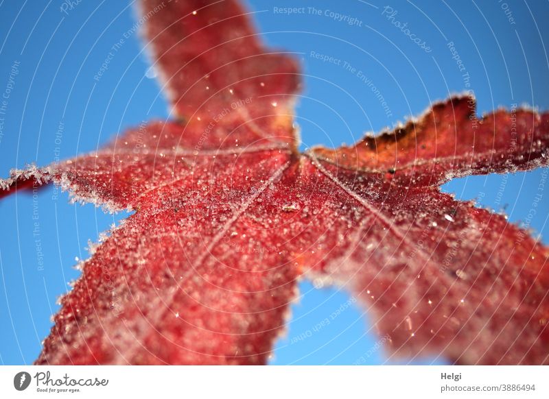 frostig angehaucht - rot  gefärbtes Blatt des Amberbaums mit Eiskristallen vor blauem Himmel Frost Raureif Kälte Herbst Winter frieren Nahaufnahme Macro