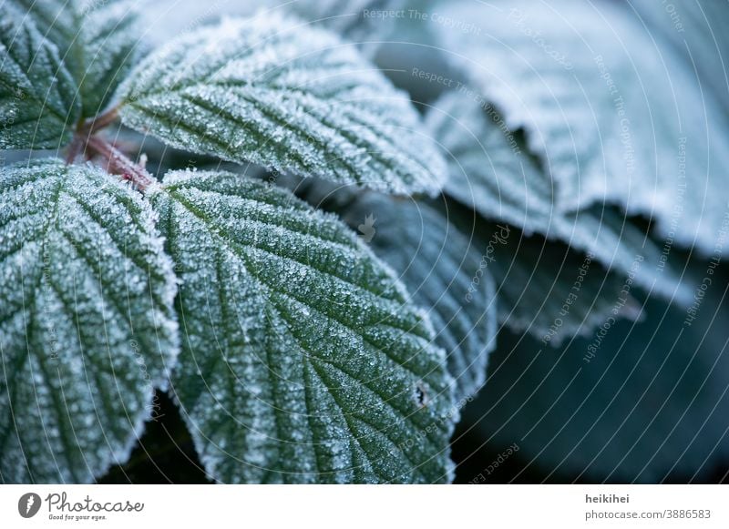 Mit Frost / Eis überzogene Blätter Blatt grün Pflanze gefroren Eiskristall Nahaufnahme Winter Schnee frieren kalt Raureif weiß Natur Außenaufnahme Makroaufnahme