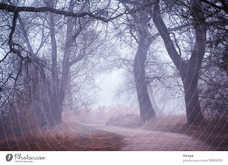 Bäume im Nebel Winter kalt Landschaft Umwelt Menschenleer Wetter Außenaufnahme Natur Kälte verwunschen neblig Spaziergang Wegbiegung Park