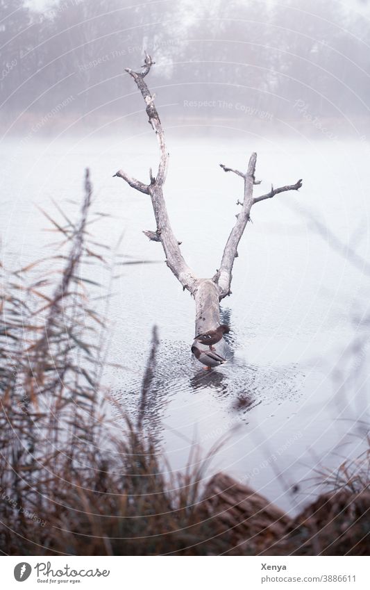 Enten im Nebel am See Winter Baumstamm Spaziergang Natur Wasser Außenaufnahme kalt Landschaft Menschenleer Frost Seeufer Umwelt ruhig Gedeckte Farben