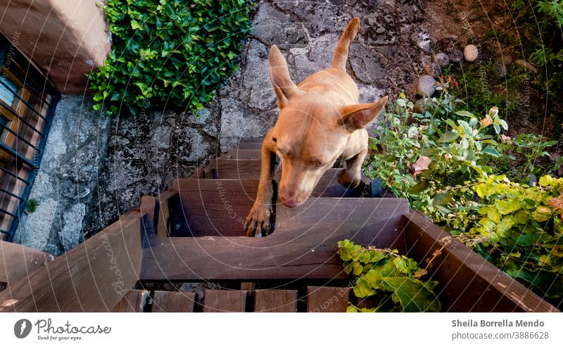 Hund klettert die Treppen im Garten hinauf. nach oben Aufstieg Landschaft Tier Farbe Tag