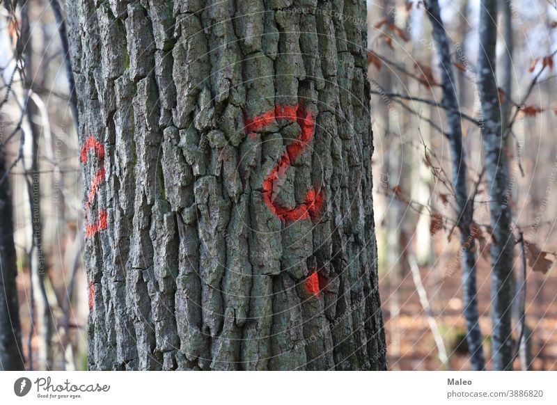 Fragezeichen in roter Farbe auf Baumrinde Hintergrund Rinde schwarz Blut Bolus braun Kortex gruselig dunkel Wald Grafik u. Illustration Linien Mark Pflanzensaft