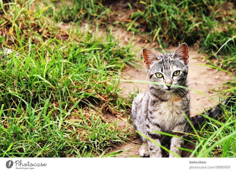 wo ist das vögelchen? Rasen Sonnenlicht Menschenleer Außenaufnahme Farbfoto kuschlig Schnurrhaar Schnurren Hauskatze geduldig Tiergesicht Katze Haustier Natur