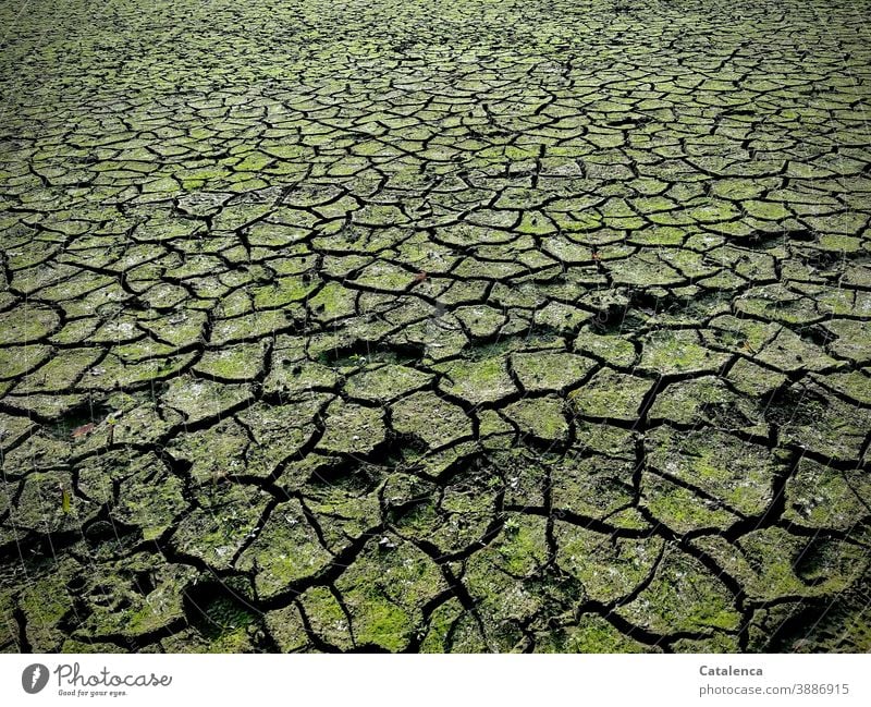 Wassermangel, die rissige Erde eines ausgetrockneten Sees Natur Schlamm trocken Dürre Risse Textur Klimawandel Boden Fußabdrücke Ödland Texturiert Umwelt Grün