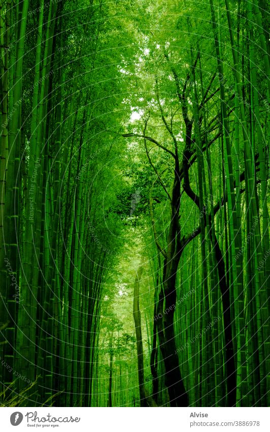 grüner Bambuspfad Weg Natur Wald Hintergrund Japan Asien Japanisch Wahrzeichen Kyoto Baum natürlich Garten Holz Zen Pflanze Umwelt Wachstum asiatisch Blatt Hain