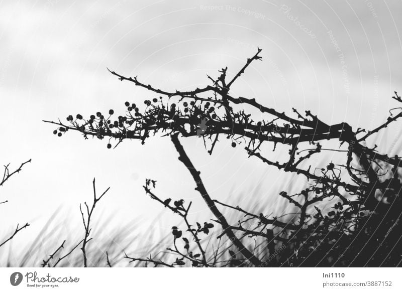 Silhouette von knorrigen Zweigen einer wilden Rose mit Hagebutten Wildrose Heckenrose Dünen Küstenschutz Naturschutz Wildwuchs Dornen Insel Juist schwarz weiß
