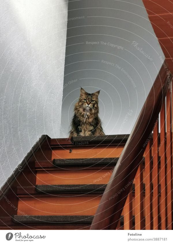 Dieser Blick... "Du wagst es nicht, durch diese Tür zu gehen!" - oder eine Maine Coon Katze sitzt auf der obersten Stufe einer Treppe und schaut grimmig in die Kamera
