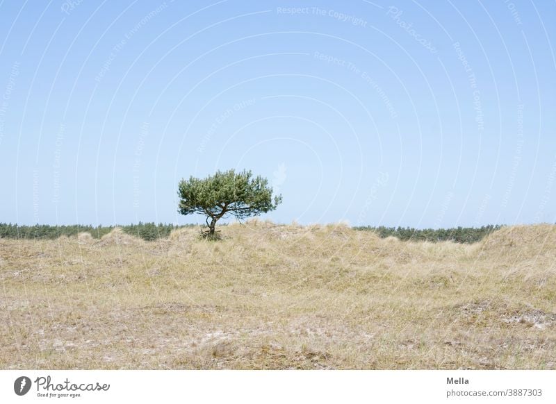Am Arsch der Welt | Einsames Bäumchen Baum Düne allein alleine einzeln Solitär Solitärbaum am arsch der welt Einsamkeit Natur Landschaft einsam Außenaufnahme