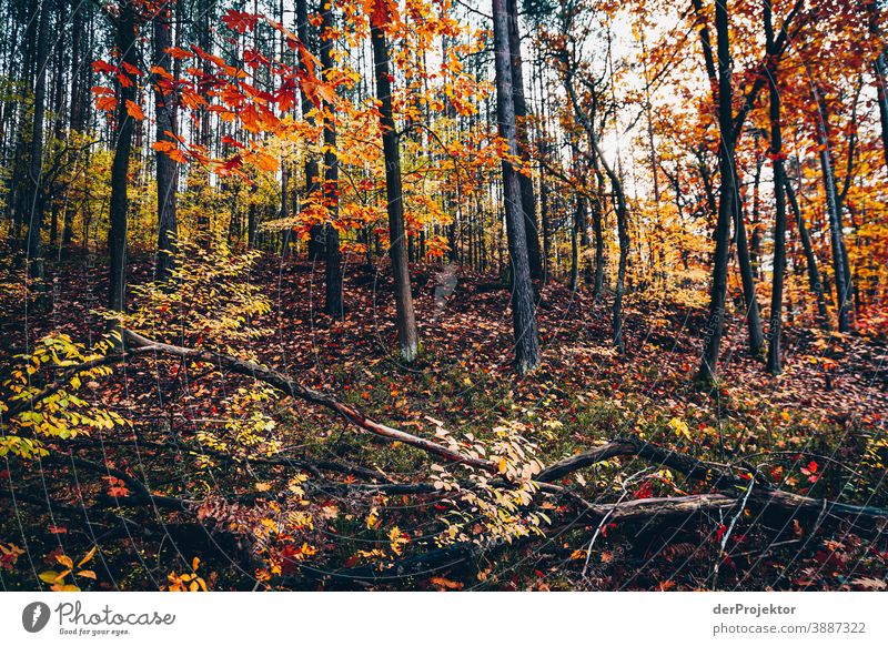 Waldblick im Briesetal Forstweg Forstwald Forstwirtschaft Abholzung wandern Umwelt Natur Landschaft Pflanze Herbst Park Herbstfärbung Herbstlaub Vertrauen