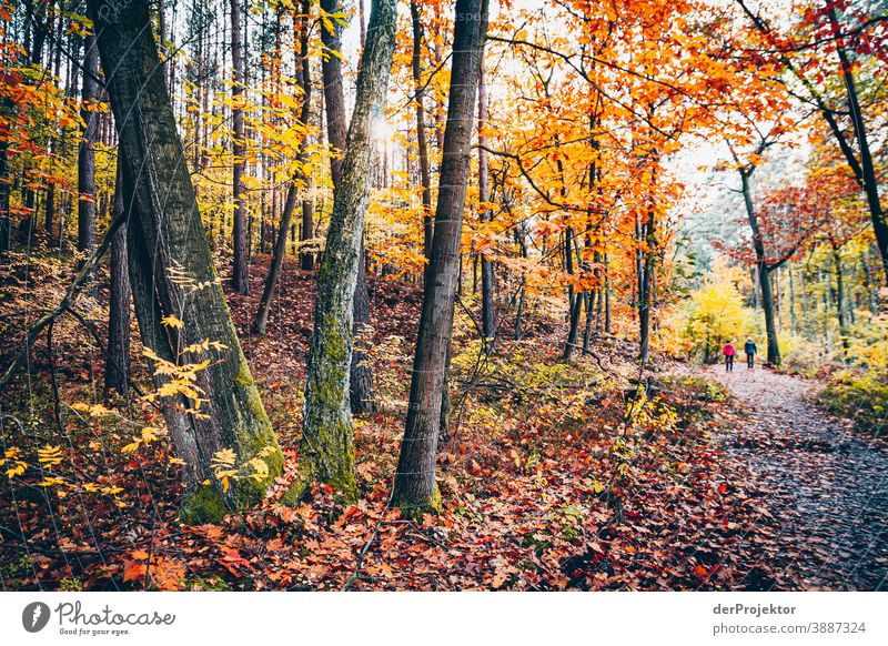 Weg durch das Briesetal Forstweg Forstwald Forstwirtschaft Abholzung wandern Umwelt Natur Landschaft Pflanze Herbst Park Wald Herbstfärbung Herbstlaub Vertrauen