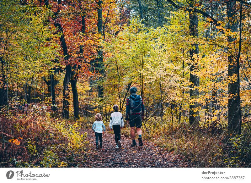 Wandern durch das Briesetal Forstweg Forstwald Forstwirtschaft Abholzung wandern Umwelt Natur Landschaft Pflanze Herbst Park Wald Herbstfärbung Herbstlaub