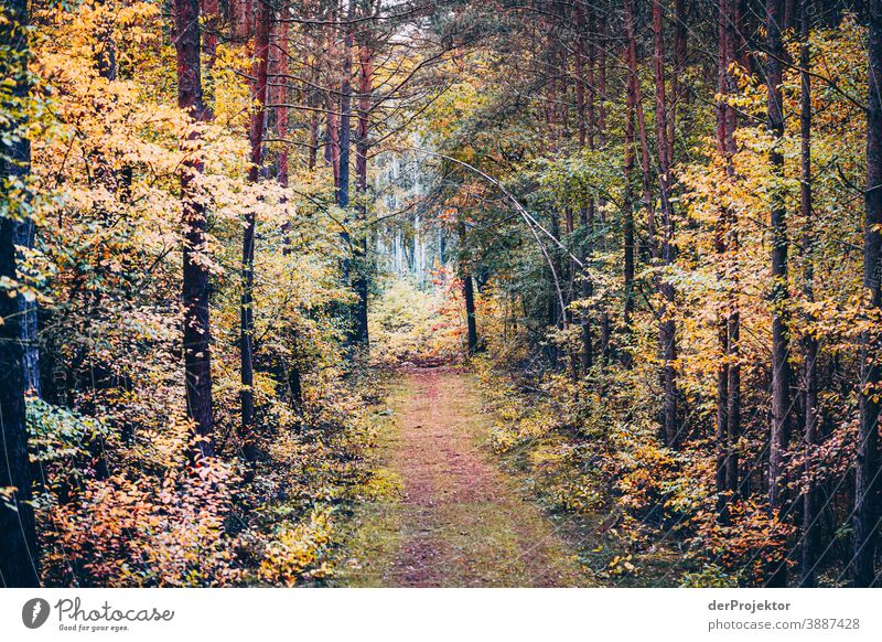 Weg durch den Forst Forstweg Forstwald Forstwirtschaft Abholzung wandern Umwelt Natur Landschaft Pflanze Herbst Park Wald Herbstfärbung Herbstlaub Vertrauen
