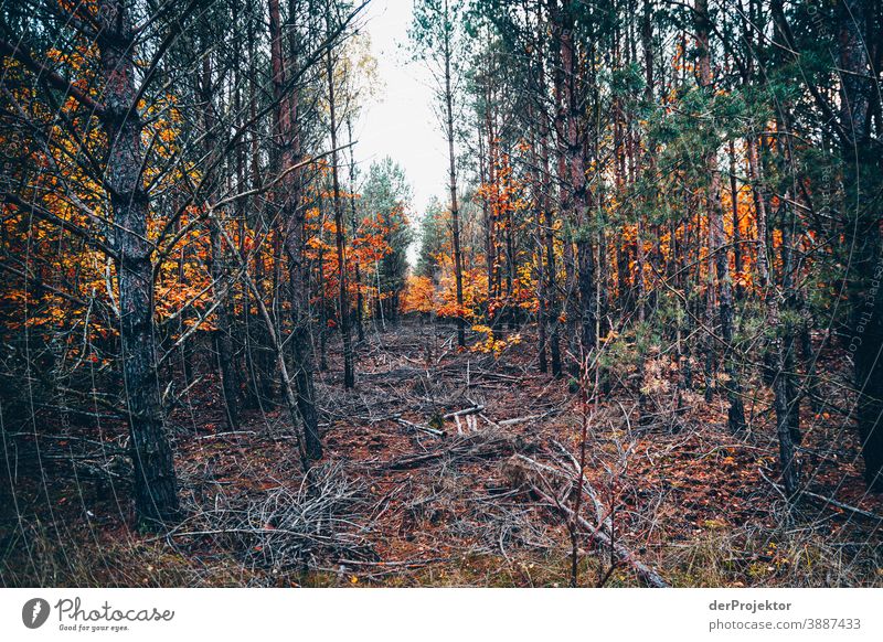 Forstwald mit Einschlag Forstweg Forstwirtschaft Abholzung wandern Umwelt Natur Landschaft Pflanze Herbst Park Wald Herbstfärbung Herbstlaub Vertrauen Akzeptanz