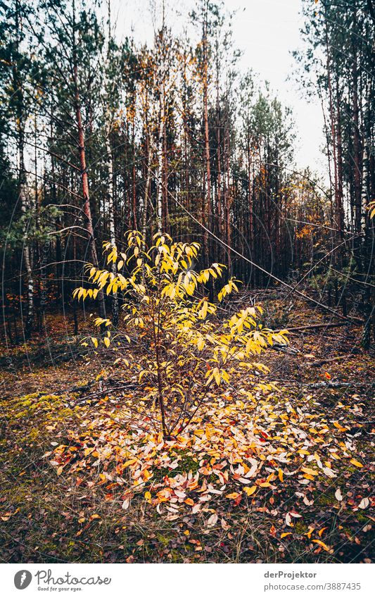Laubbaum mit Blattverlust Forstweg Forstwald Forstwirtschaft Abholzung wandern Umwelt Natur Landschaft Pflanze Herbst Park Wald Herbstfärbung Herbstlaub