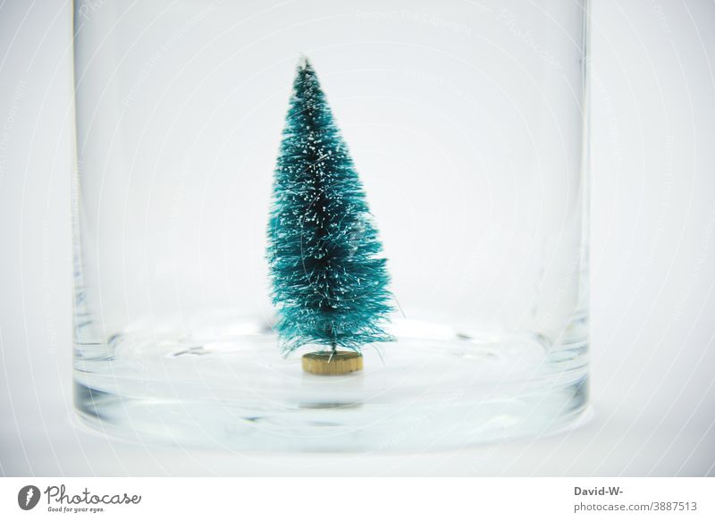kleiner Tannenbaum isoliert in einem Glas Weihnachten & Advent isolation Konzept Bedeutung Quarantäne coronavirus Corona ansteckungsgefahr Weihnachtsdekoration