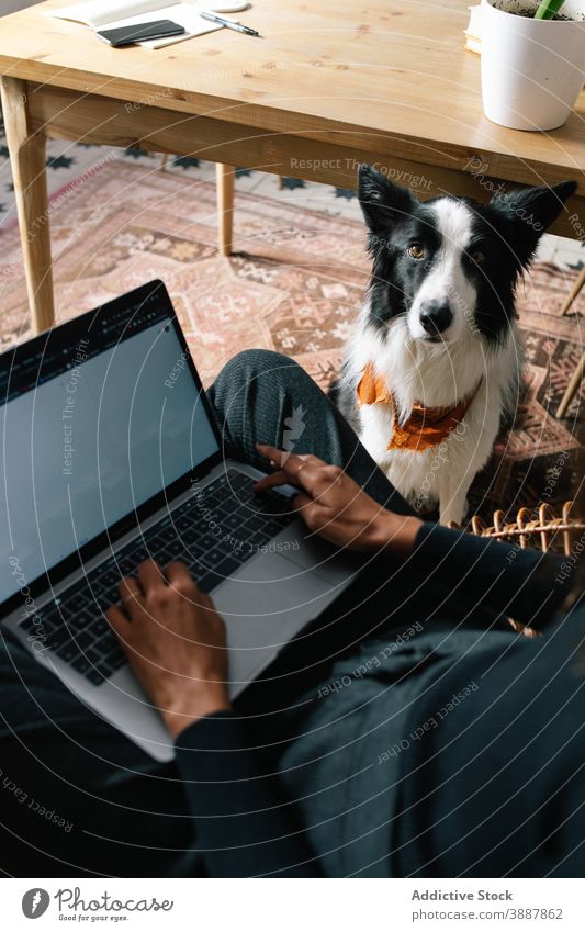 Cute Border Collie entspannen im Zimmer mit Ernte Frau Hund sich[Akk] entspannen Teppich Raum Laptop Arbeit Besitzer heimisch bezaubernd online Netbook Gerät