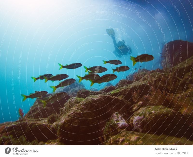 Taucher schwimmt in der Tiefsee zwischen der Wasservegetation unter Wasser Fisch Natur MEER farbenfroh Hintergrund Meer blau Umwelt tropisch Abenteuer