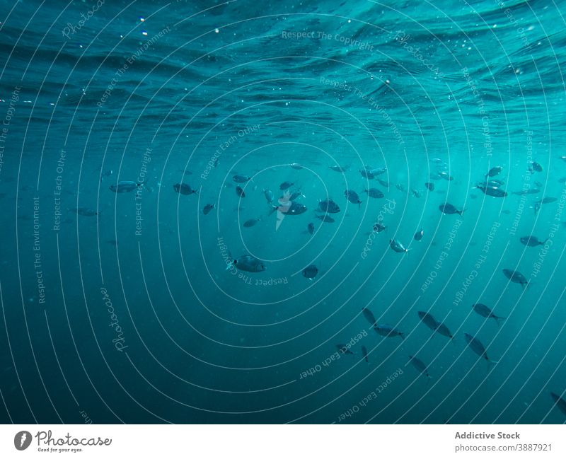 Fischschwarm im Korallenriff Ökosystem Biodiversität Tier unter Wasser Menschengruppe Umwelt Formation Hintergrund Meer blau tropisch Tauchgerät Natur Schwarm
