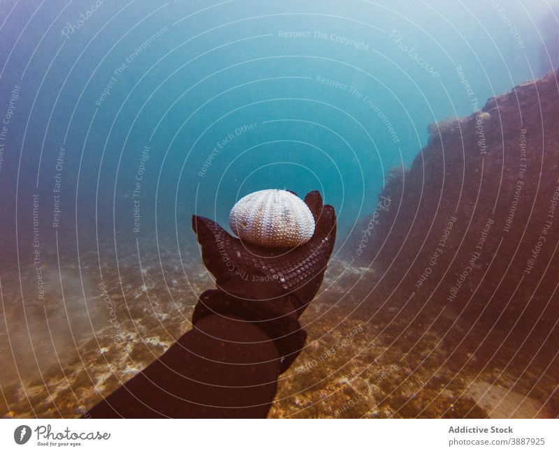 Taucher hält Meerestiere beim Schwimmen in der Tiefsee unter Wasser Fisch Natur MEER farbenfroh Hintergrund blau Umwelt tropisch Abenteuer Tauchgerät Sinkflug