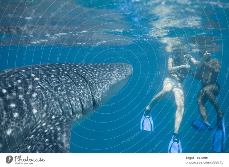 MOIN! Malediven Walhai Haifisch Fisch tauchen Asien Ferien & Urlaub & Reisen Reisefotografie Natur groß Schnorcheln Ari-Atoll Süd-Ari-Atoll Wasseroberfläche