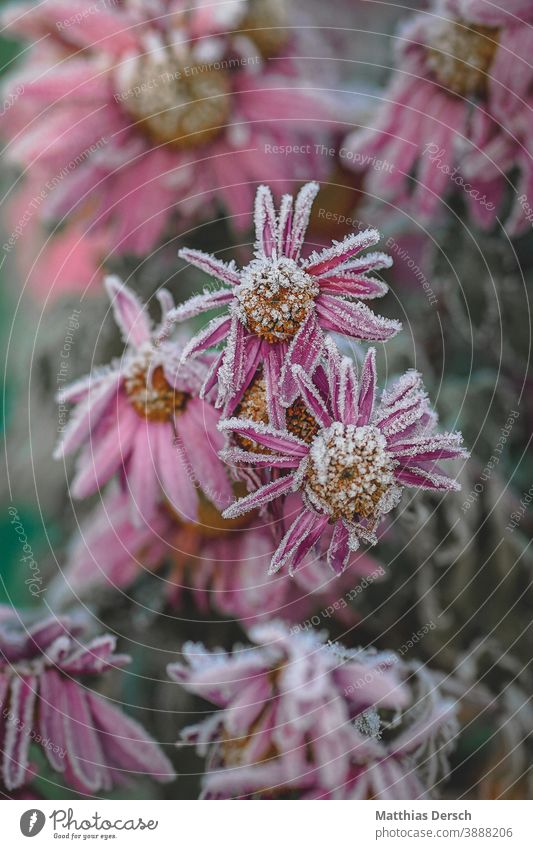 Frostige Blüte frostig Winter winterlich kalt Eis Blume Winterstimmung Natur Naturerlebnis Naturliebe Detailaufnahme