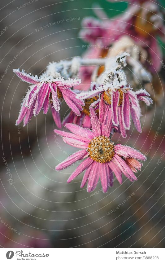 Frostige Blüte frostig Winter winterlich kalt Eis Blume Winterstimmung Natur Naturerlebnis Naturliebe Detailaufnahme