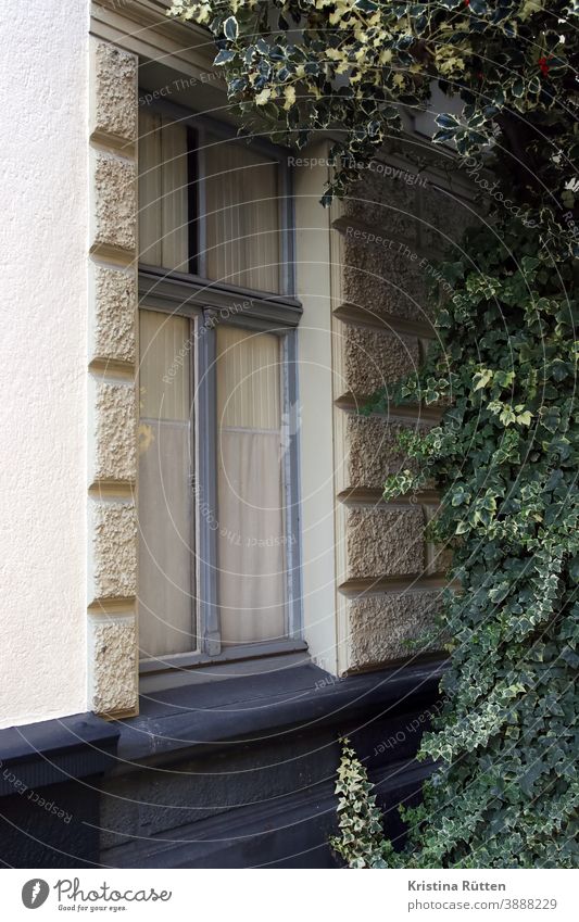 efeu und fenster holzfenster haus gebäude fassade gardine grünpflanze kletterpflanze idyllisch wachsen wuchern schattig architektur detail ausschnitt außen