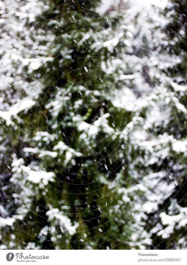 Fichten im Winter mit Schnee Schneefall Wald kalt Natur Menschenleer Baum grün weiß Außenaufnahme Farbfoto