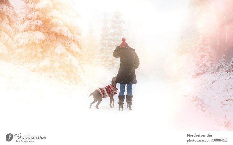 Spaziergang im Schnee mit Hund in einem verträumten Winterwald winter schnee winterwald frau hund weihnachtlich jagdhund weimaraner advent weihnachten
